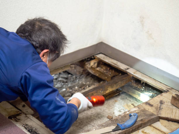 Best Bathroom Mold Remediation in Indian River Shores, FL