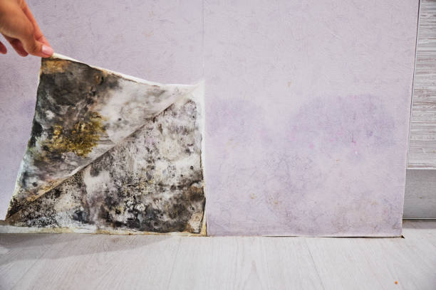 Best Post-Flood Mold Remediation in Indian River Shores, FL